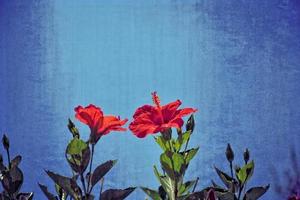 red hibiscus flower on the bush among green leaves against the orginalengo sky background photo