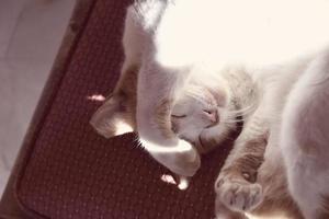 white-red cat sleeping on a chair in the warm sunshine during the day photo
