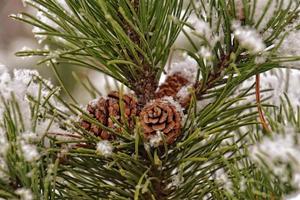 snow-covered twig of coniferous tree with shadows photo