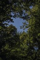 summer background with green leaves on the tree and a blue cloudless sky photo