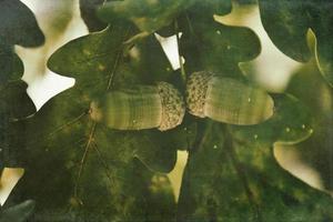 green autumn acorns on the branch of an oak among the leaves photo