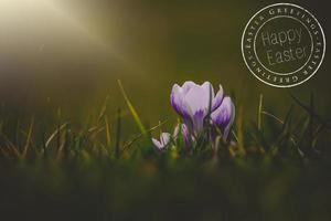 card for Easter with croquet, growing croquet in the warm spring sun photo