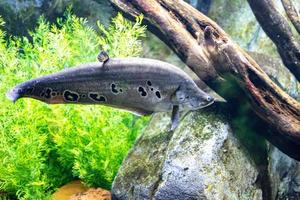 pequeño pescado animal nadando en el acuario de el zoo de zaragoza en España en un oscuro antecedentes foto