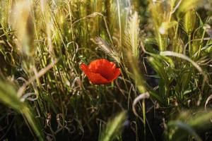 wild red poppies on a spring meadow in warm sunshine photo