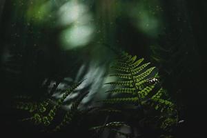 original green fern leaves on a dark background in the forest on a summer day photo