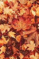 l golden autumn leaves on a tree in a park under warm october sun photo