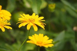 amarillo flores creciente en el jardín entre verde follaje antecedentes en un calentar verano día en de cerca foto