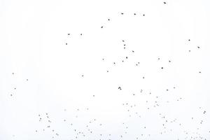 background flock of black birds in the sky isolated texture for artwork photo