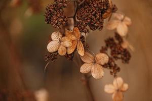 marrón marchito ornamental flores en el jardín en un frio otoño día foto