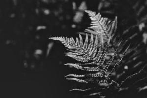 original green fern leaves on a dark background in the forest on a summer day photo