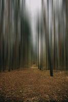 autumn forest landscape on gray november day photo