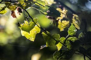 autumn leaves on a tree branch lit by warm gentle autumn sun photo