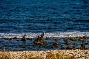 wild cormorant on the shore of the blue sea photo