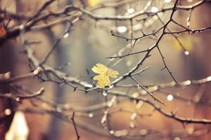 autumn branches of a tree dressed in leaves and raindrops shining in the sun photo