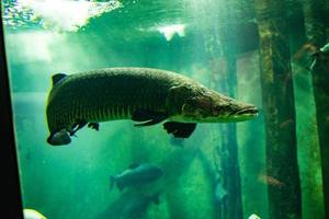 pequeño pescado animal nadando en el acuario de el zoo de zaragoza en España en un oscuro antecedentes foto