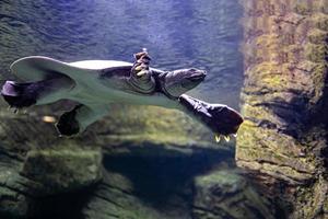 animal reptile turtle swimming in a zoo aquarium in close-up photo