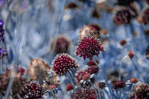 hermosa resumen azul prado en un verano día con rojo flores foto