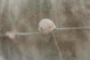 pequeño caracol cáscara en de cerca en un marrón antecedentes foto