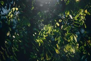 green leaves of acacia tree in close-up in warm sunbeams natural background photo