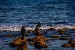 black wild cormorant on the shore of the blue sea photo