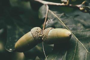 green autumn acorns on the branch of an oak among the leaves photo