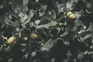 green autumn acorns on the branch of an oak among the leaves photo