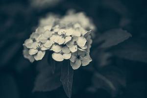 flor de blanco hortensia entre verde hojas en verano jardín foto