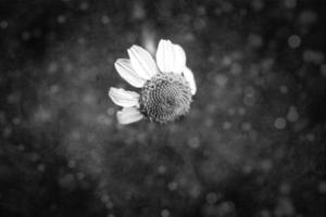 white chamomile flower on a black background in close-up photo