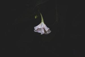 white summer flower on a dark green background in the garden photo