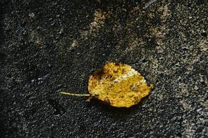 autumn leaf with rain drops lying on the street photo