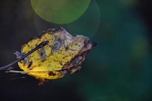 colorful autumn leaves on a tree branch in the warm sunshine photo