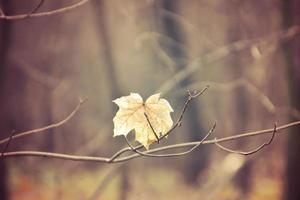 autumn branches of a tree dressed in leaves and raindrops shining in the sun photo