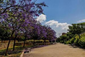 beautiful alley in a park with a flowering tree of purple color in Alicante Spain on a spring day photo