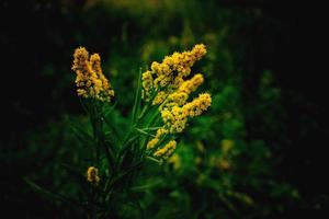 yellow flower on a green background in autumn meadow in close-up photo