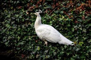 white peacock bird in the park on a cold day outdoors photo