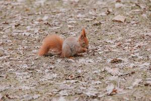 little red squirrel in autumn winter park in Poland photo
