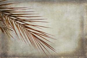 brown palm leaf on light background photo