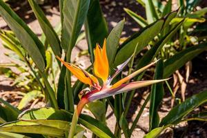 floreciente real Strelitzia en contra el antecedentes de verde hojas en un natural ambiente en el jardín foto