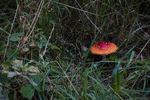 red autumn toadstool growing in a green European forest photo