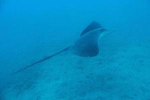 tranquilo calma submarino mundo con pescado vivo en el atlántico Oceano foto