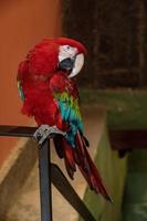 red big macaw parrot bird in closeup photo
