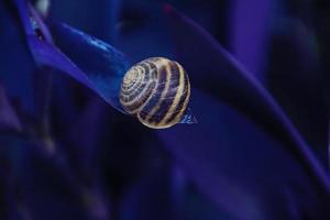 caracol en un a rayas cáscara dormido en el original púrpura planta haciendo el antecedentes foto