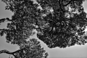 calma verano antecedentes con un despejado azul cielo y verde arboles foto