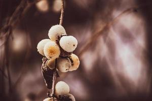 withered delicate fruit in the garden on a cold frosty day while falling white snow photo