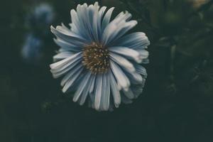 último otoño azul flores en un verde antecedentes en el jardín de cerca foto