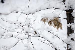 brown leaf on a tree branch against a background of white snow in a winter day in close-up photo