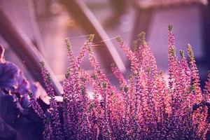 purple heather in the autumn garden with warm sunshine photo