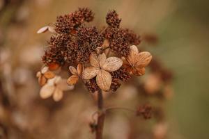 brown withered ornamental flowers in the garden on a cool autumn day photo