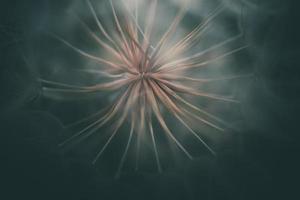 summer dandelion in close-up on a dark background photo