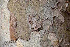 l ladrar de un avión árbol de cerca natural antecedentes foto